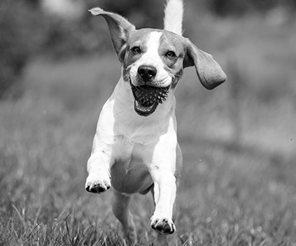 CACHORRO.jpg