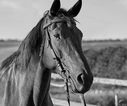 cavalo.jpg