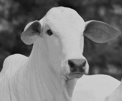 vaca-1.webp